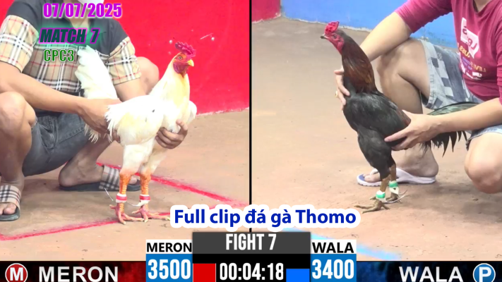 CPC3-TRẬN 7 | đá gà Thomo |07/07/2025