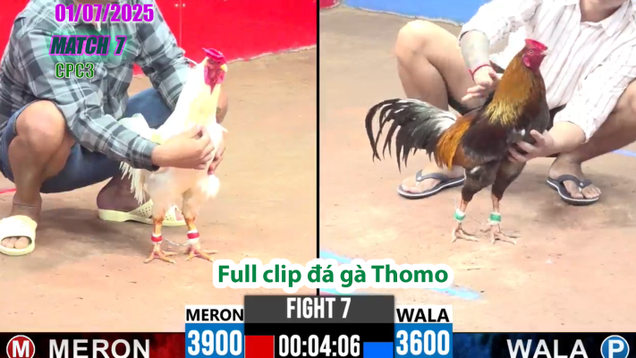 CPC3-TRẬN 7 | đá gà Thomo | 01/07/2025