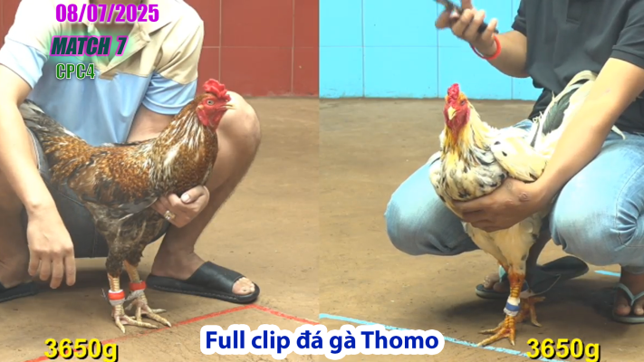 CPC4-TRẬN 7 | đá gà Thomo |08/07/2025