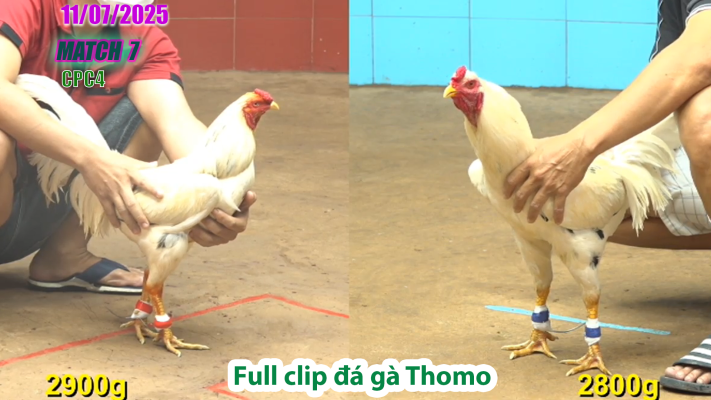 CPC4-TRẬN 7 | đá gà Thomo |11/07/2025