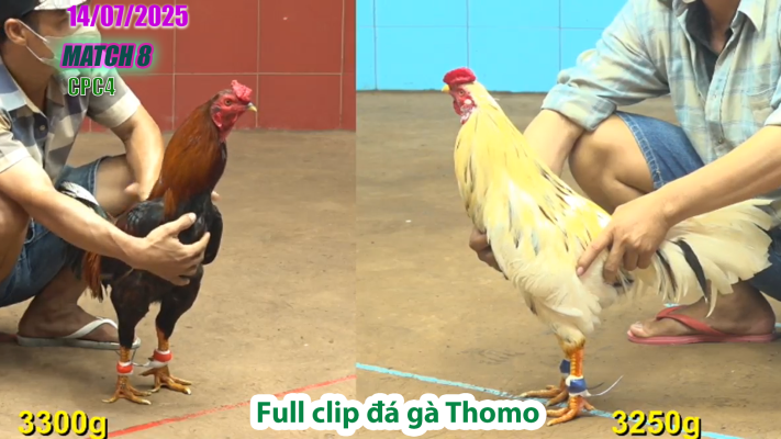 CPC4-TRẬN 8 | đá gà Thomo |14/07/2025