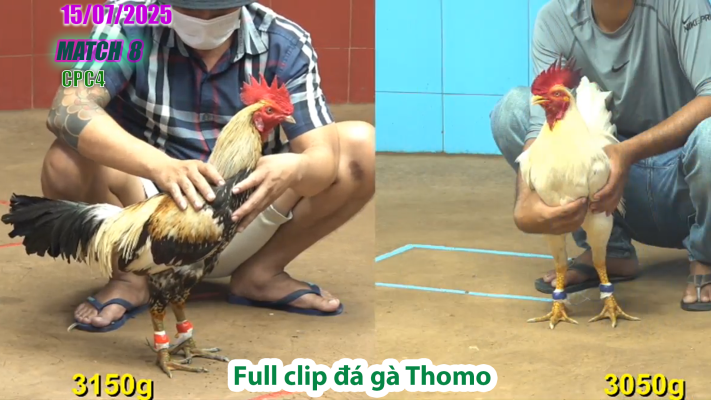 CPC4-TRẬN 8 | đá gà Thomo |15/07/2025