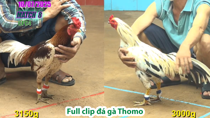 CPC4-TRẬN 8 | đá gà Thomo |16/07/2025