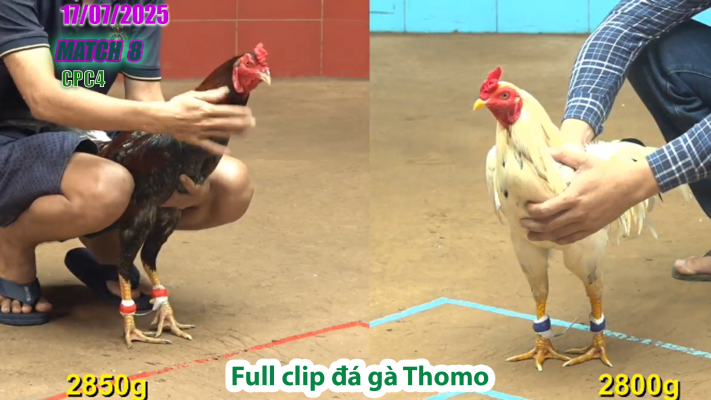 CPC4-TRẬN 8 | đá gà Thomo |17/07/2025