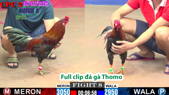 CPC2-TRẬN 8 | đá gà Thomo |18/07/2025