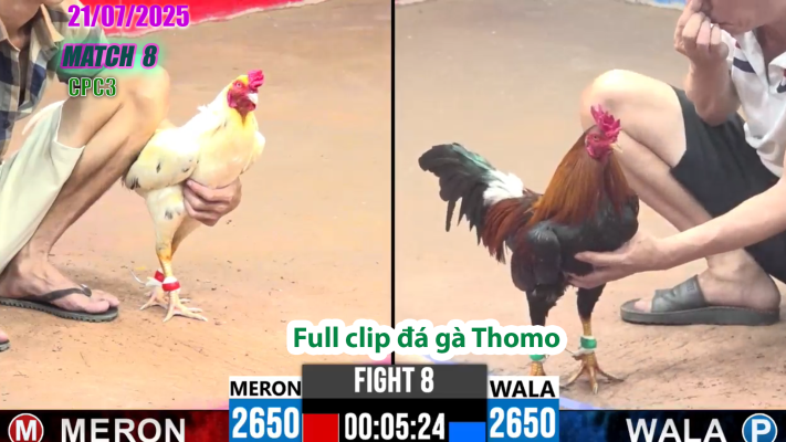 CPC3-TRẬN 8 | đá gà Thomo |21/07/2025