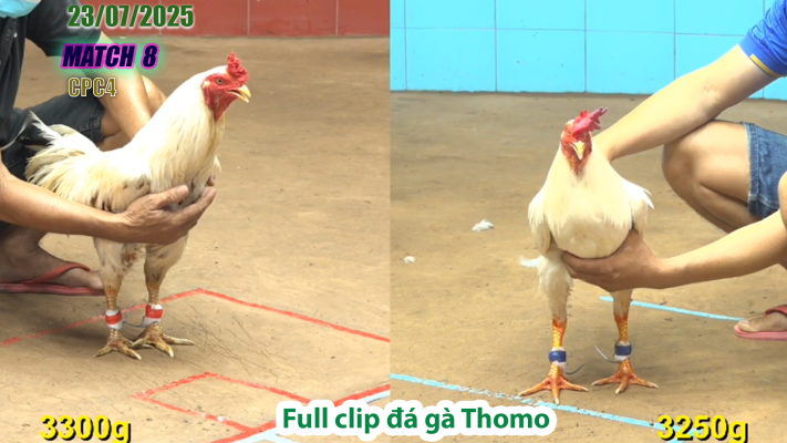 CPC4-TRẬN 8 | đá gà Thomo |23/07/2025