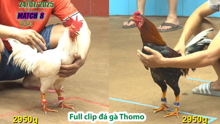 CPC4-TRẬN 8 | đá gà Thomo |24/07/2025
