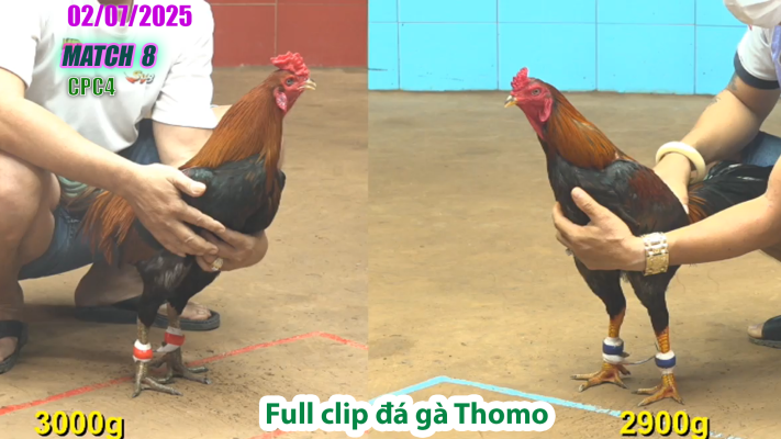 CPC4-TRẬN 8 | đá gà Thomo | 02/07/2025