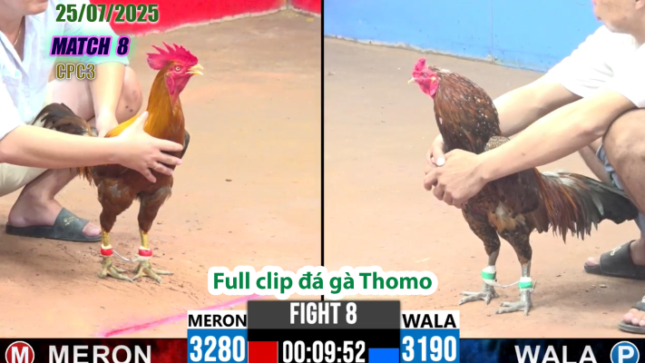 CPC3-TRẬN 8 | đá gà Thomo |25/07/2025
