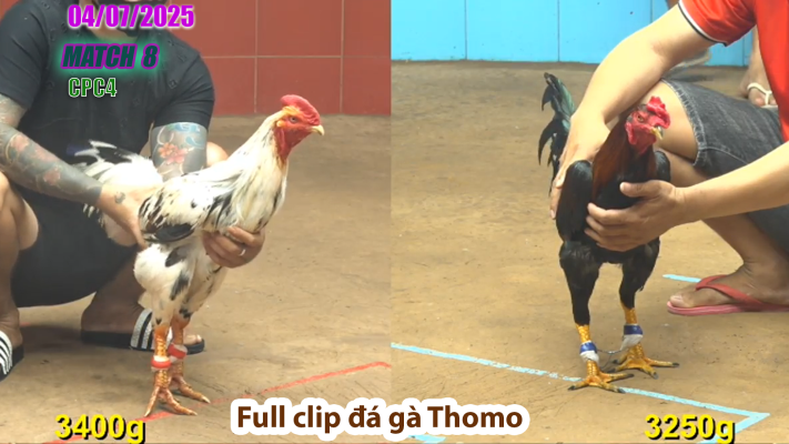 CPC4-TRẬN 8 | đá gà Thomo | 04/07/2025