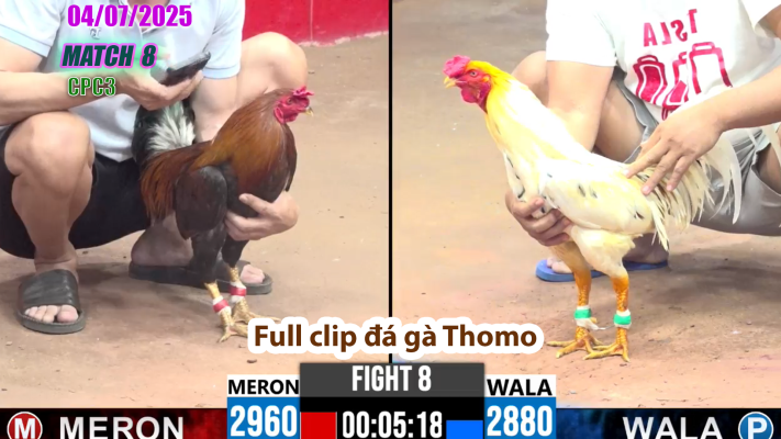 CPC3-TRẬN 8 | đá gà Thomo | 04/07/2025