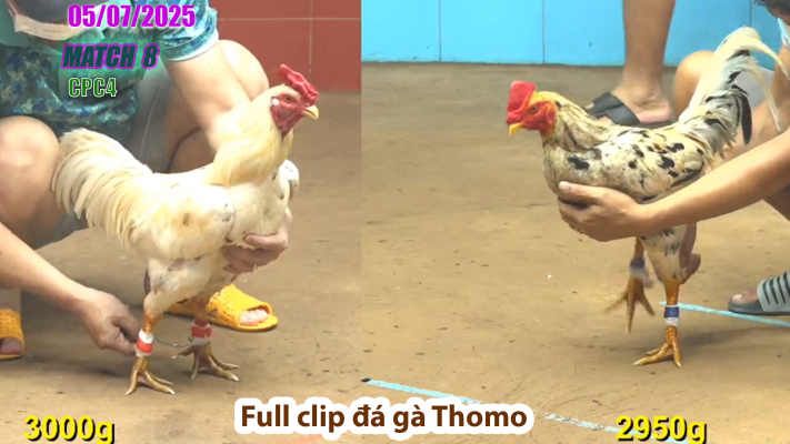 CPC4-TRẬN 8 | đá gà Thomo | 05/07/2025