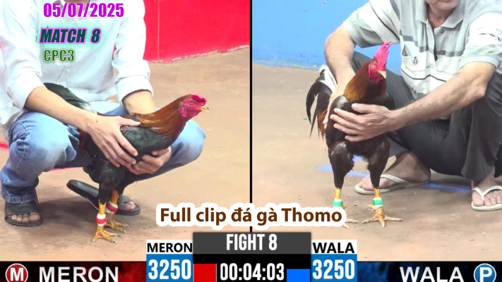 CPC3-TRẬN 8 | đá gà Thomo | 05/07/2025