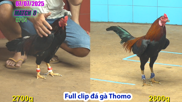 CPC4-TRẬN 8 | đá gà Thomo |07/07/2025