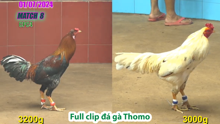 CPC4-TRẬN 8 | đá gà Thomo | 01/07/2025
