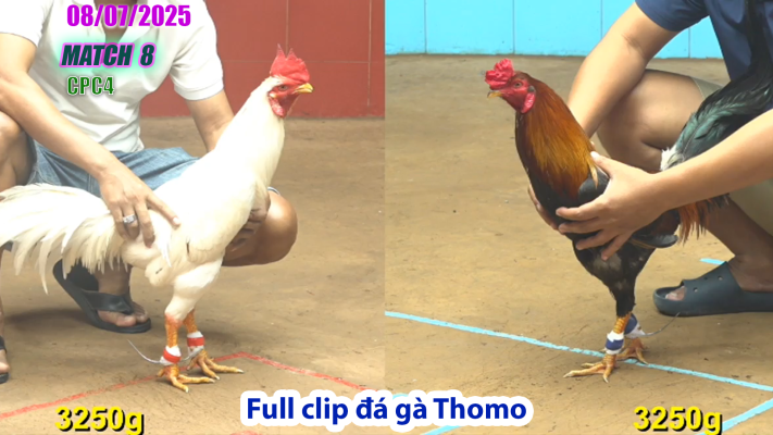 CPC4-TRẬN 8 | đá gà Thomo |08/07/2025