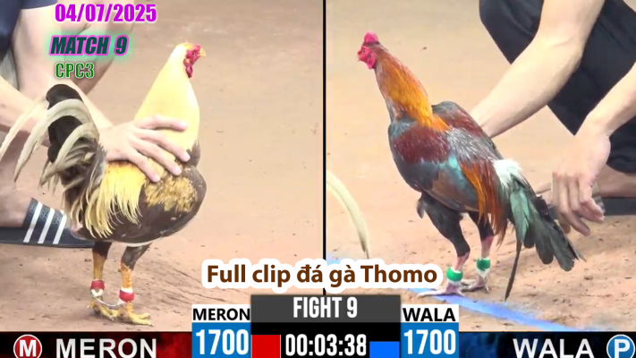 CPC3-TRẬN 9 | đá gà Thomo | 04/07/2025