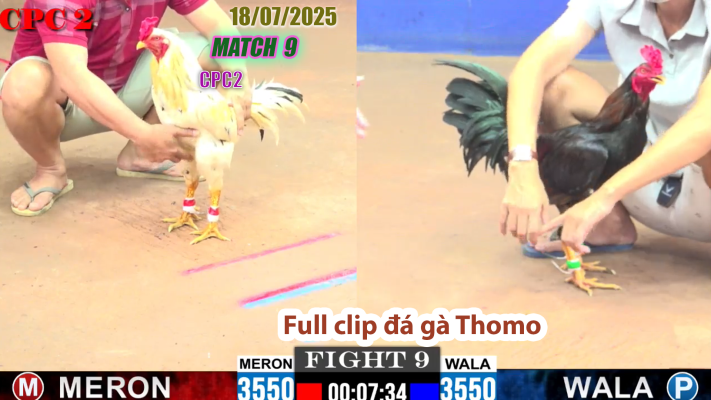 CPC2-TRẬN 9 | đá gà Thomo |18/07/2025