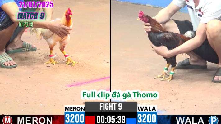 CPC3-TRẬN 9 | đá gà Thomo |21/07/2025