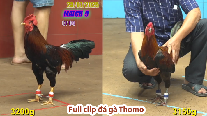 CPC4-TRẬN 9 | đá gà Thomo |23/07/2025