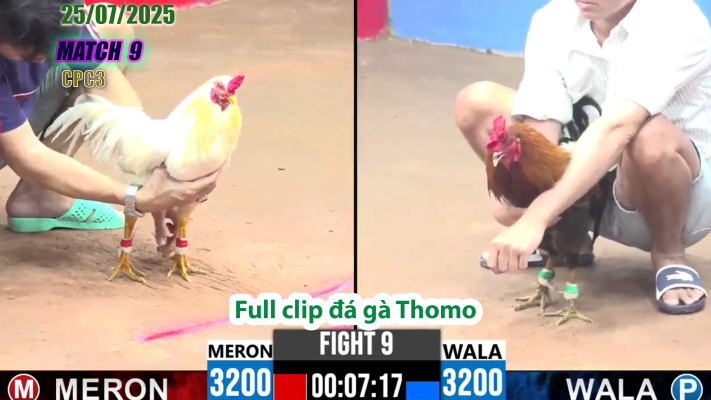 CPC3-TRẬN 9 | đá gà Thomo |25/07/2025