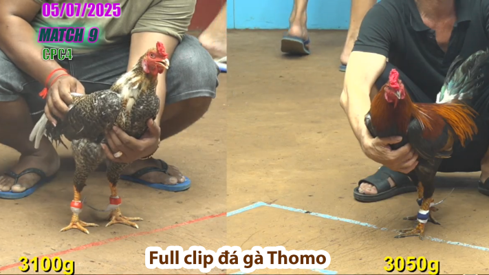 CPC4-TRẬN 9 | đá gà Thomo | 05/07/2025