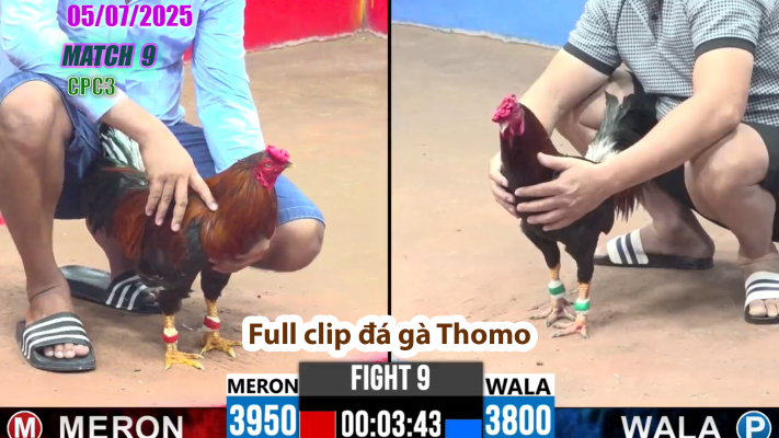CPC3-TRẬN 9 | đá gà Thomo | 05/07/2025