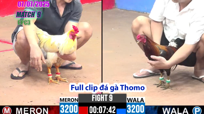 CPC3-TRẬN 9 | đá gà Thomo |07/07/2025
