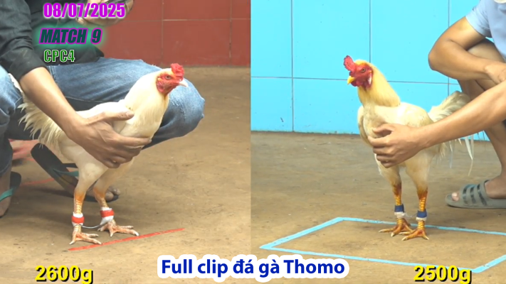 CPC4-TRẬN 9 | đá gà Thomo |08/07/2025