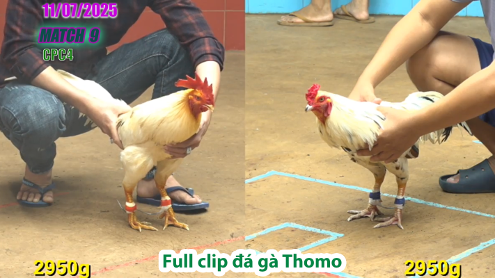CPC4-TRẬN 9 | đá gà Thomo |11/07/2025