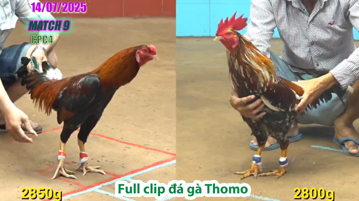 CPC4-TRẬN 9 | đá gà Thomo |14/07/2025