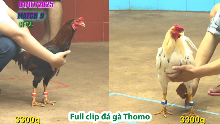 CPC4-TRẬN 9 | đá gà Thomo | 01/07/2025