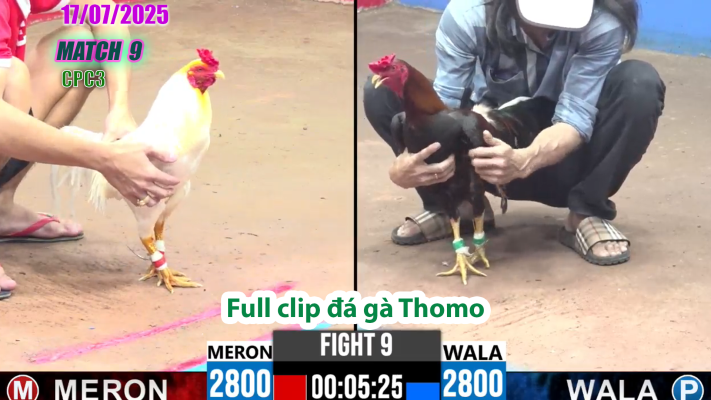 CPC3-TRẬN 9 | đá gà Thomo |17/07/2025