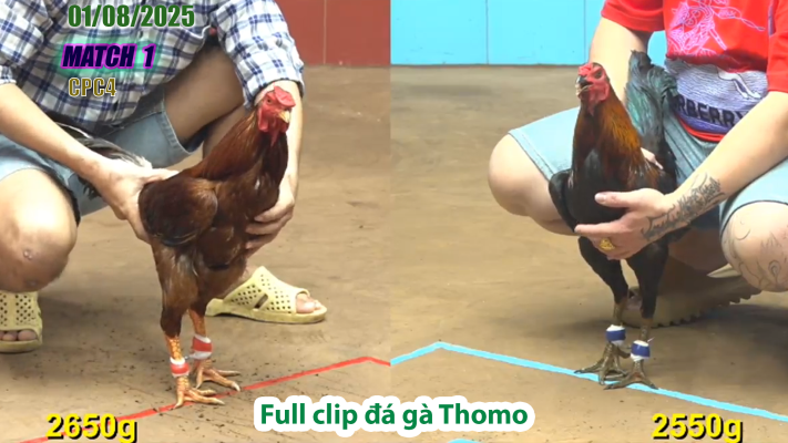 CPC4-TRẬN 1 | đá gà Thomo |01/08/2025