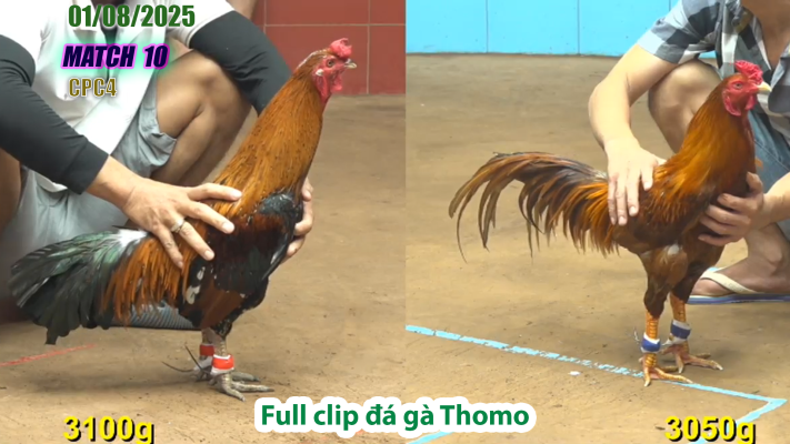 CPC4-TRẬN 10 | đá gà Thomo |01/08/2025