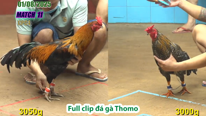 CPC4-TRẬN 11 | đá gà Thomo |01/08/2025