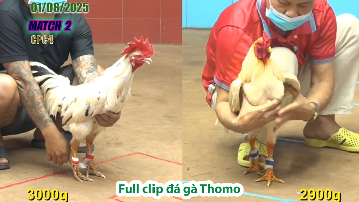 CPC4-TRẬN 2 | đá gà Thomo |01/08/2025