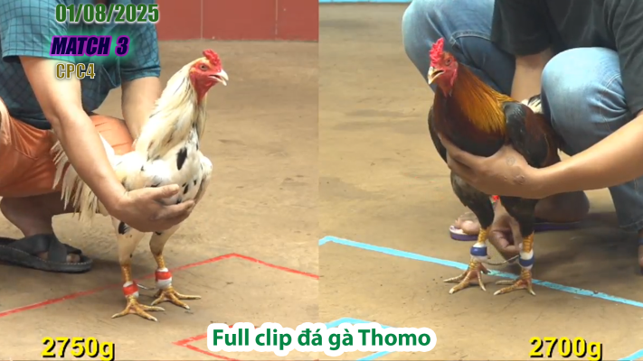 CPC4-TRẬN 3 | đá gà Thomo |01/08/2025