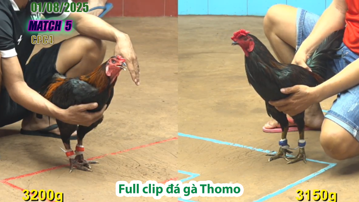 CPC4-TRẬN 5 | đá gà Thomo |01/08/2025