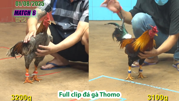 CPC4-TRẬN 6 | đá gà Thomo |01/08/2025
