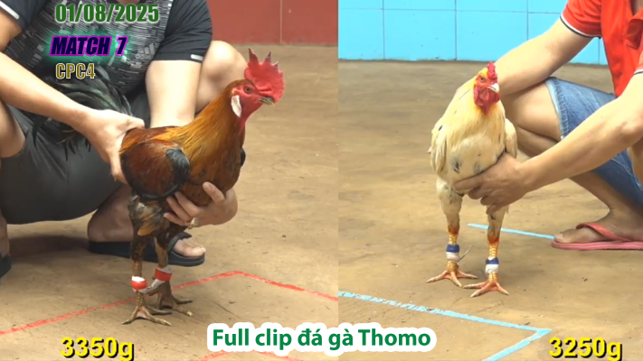 CPC4-TRẬN 7 | đá gà Thomo |01/08/2025