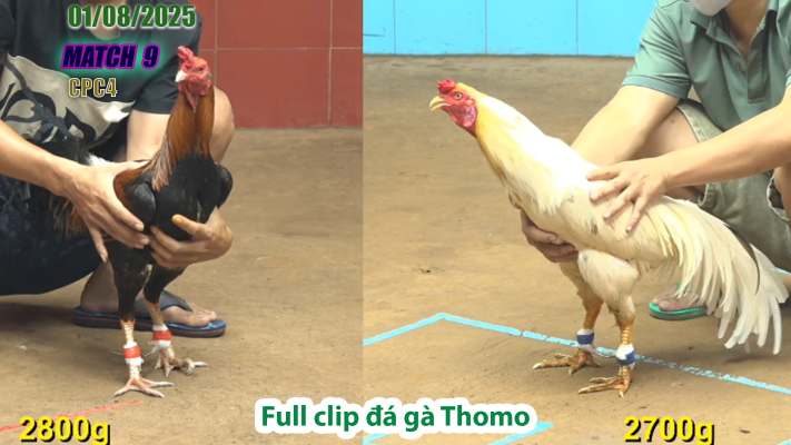 CPC4-TRẬN 9 | đá gà Thomo |01/08/2025